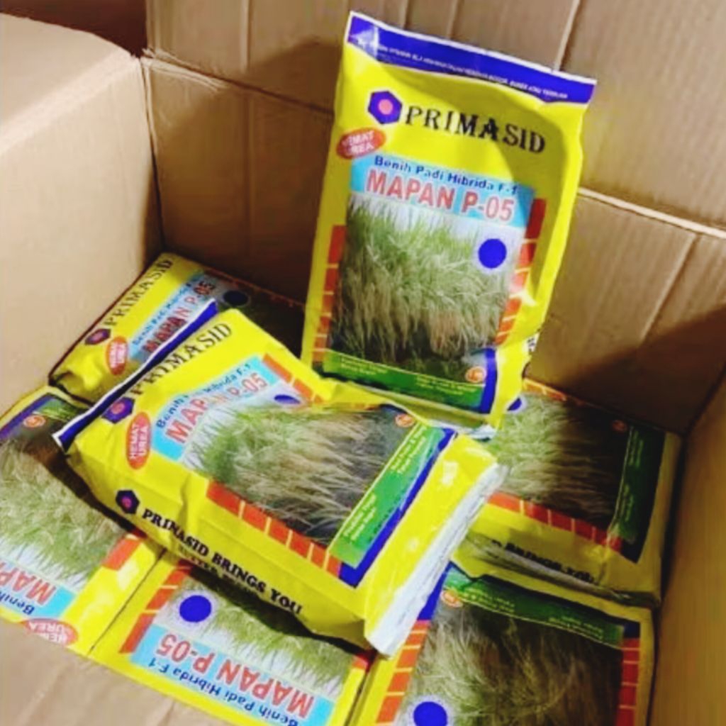 BENIH PADI MAPAN P-05 (1 KG) BERKUALITAS UNGGUL