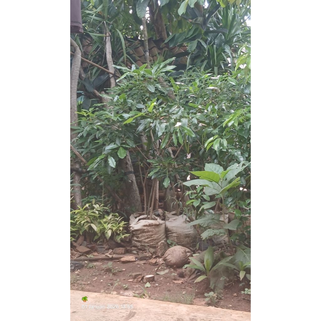 pohon tabebuya ravida tinggi 1 meter