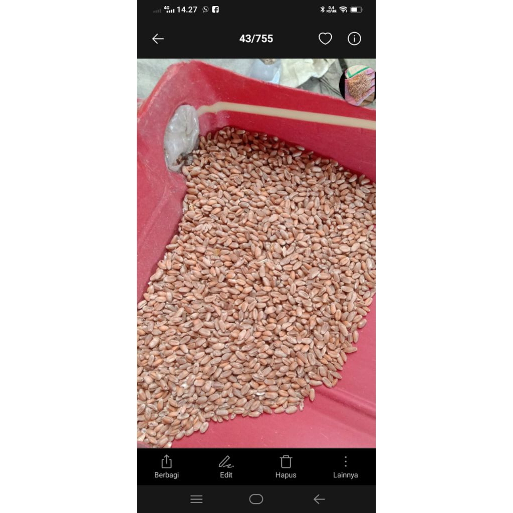 biji gandum cuci gudang pakan ternak