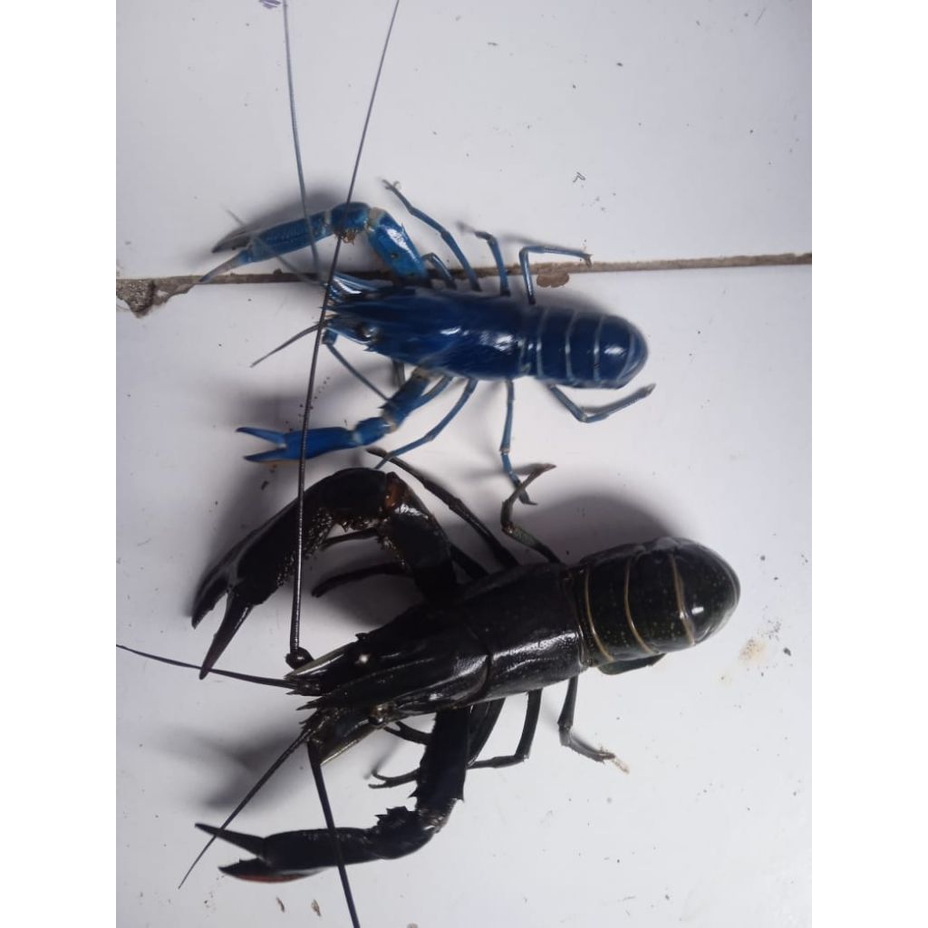 lobster air tawar red claw konsumsi siap pihah