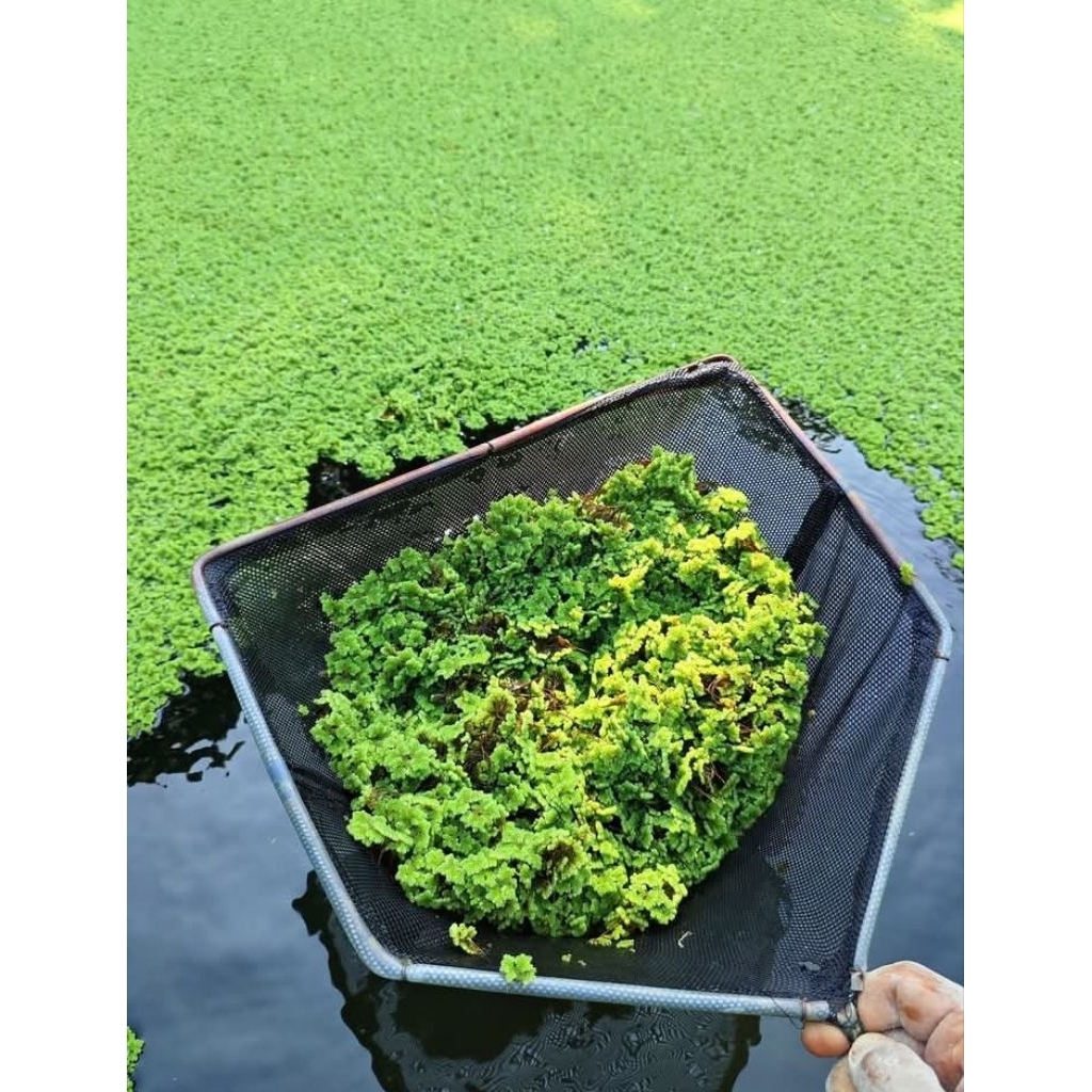 AZOLLA 1 KG TERMURAH
