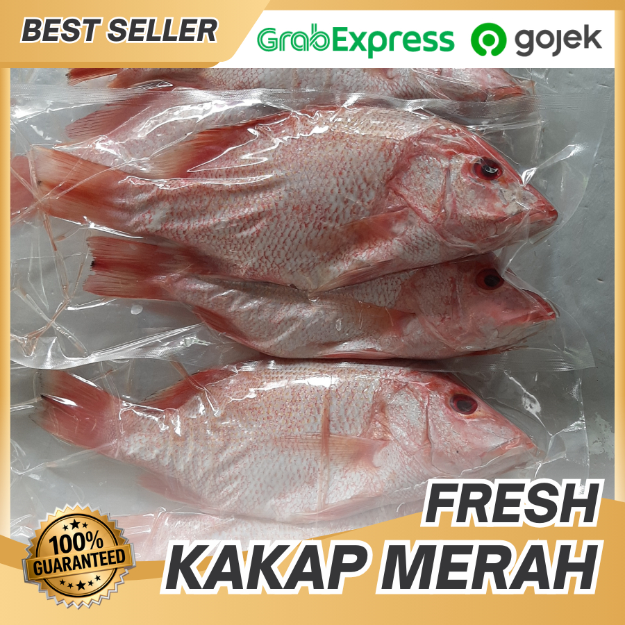 Ikan Kakap Merah Segar 1kg 1-4 Ekor - Kakap Merah Segar Bersih Murah - Promo Ikan Kakap Merah