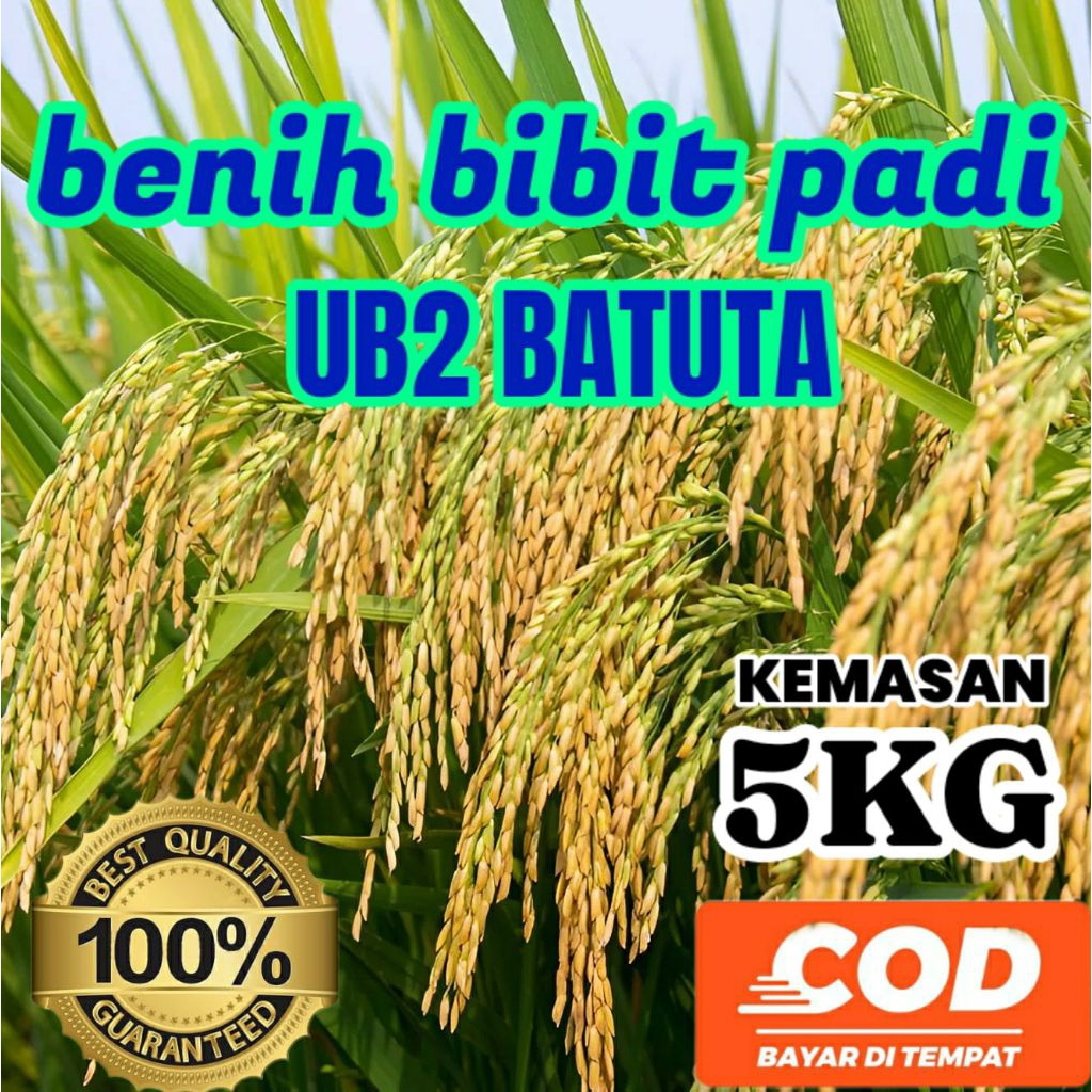 BENIH PADI UNGGUL UB2 BATUTA KEMASAN 2kg