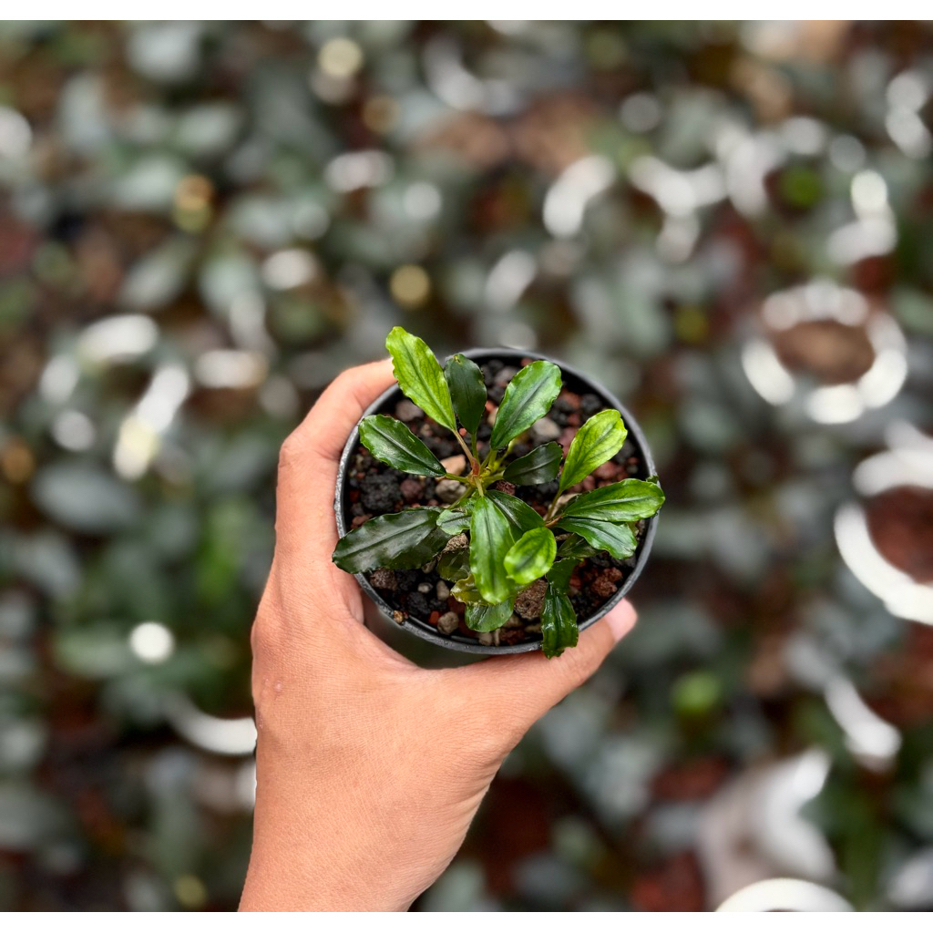 Bucephalandra Brownie Emerald