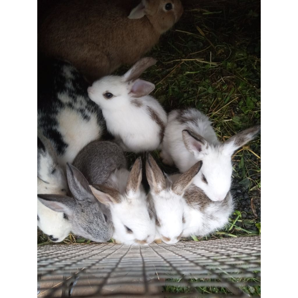 2 ekor anakan kelinci lokal