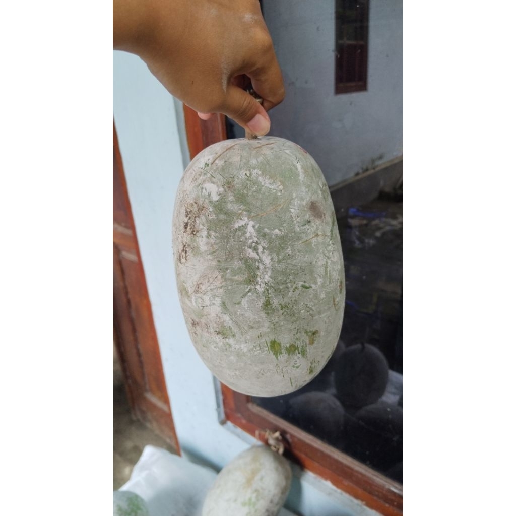 Buah Kundur Bligo Tua 1-3 kg / blonceng Beligo Labu putih untuk manisan Obat herbal