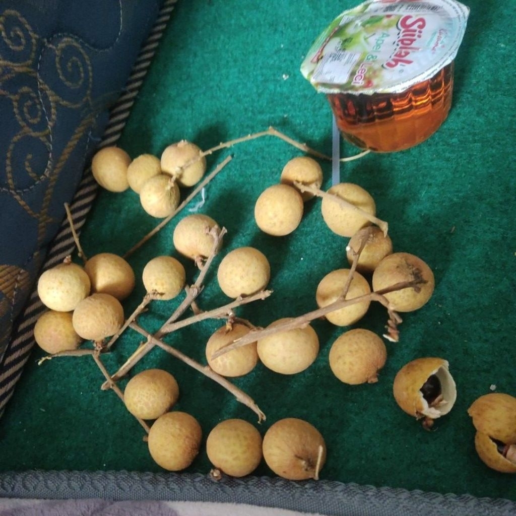 kelengkeng CSMNT. titanium V1