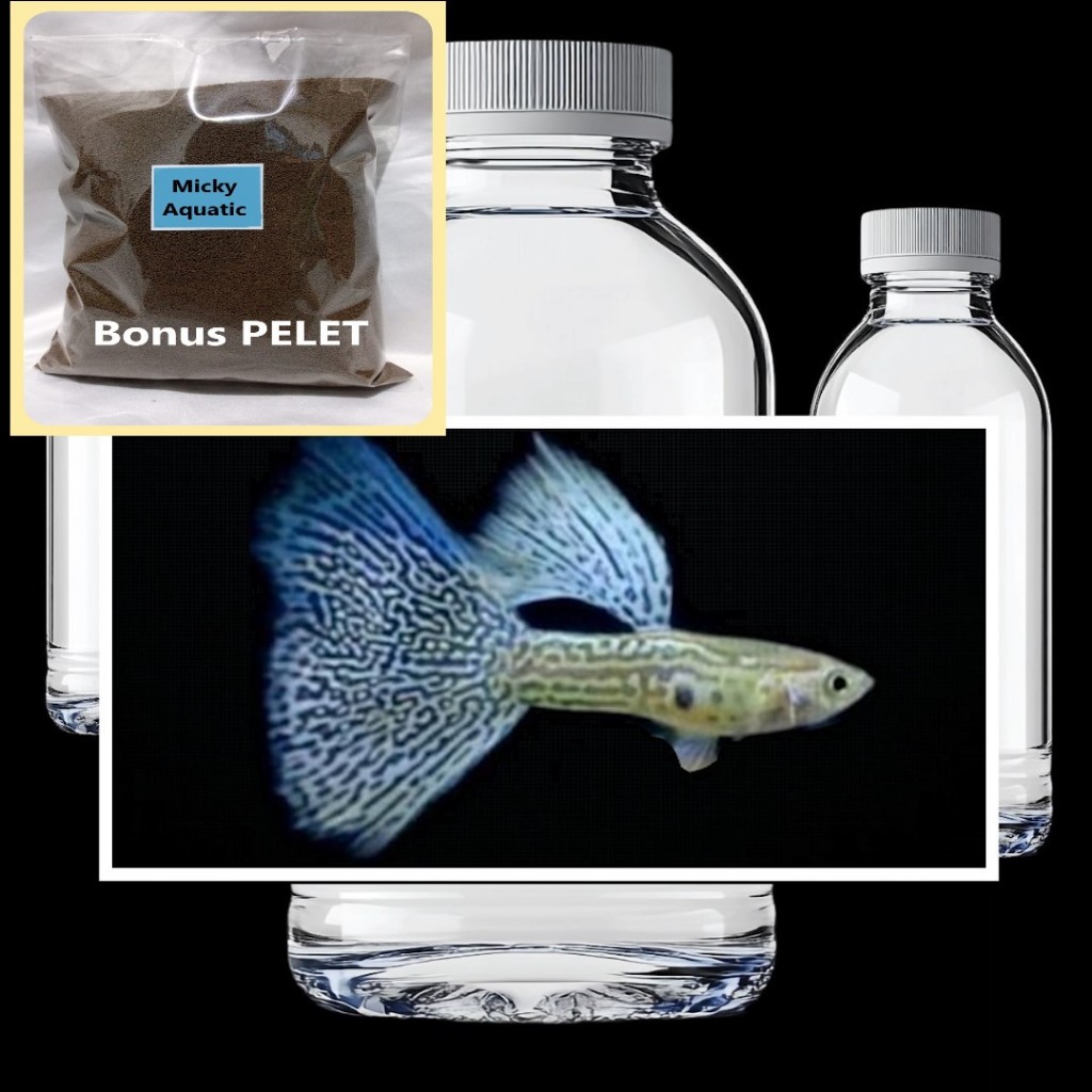 Blue Lace Male Bonus Pakan Pelet Guppy 5 Gram