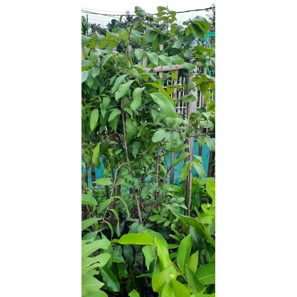 bibit kelengkeng Kristalin hasil Cangkok