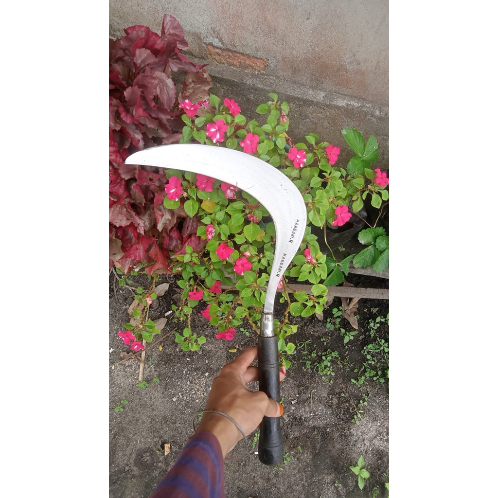 SABIT RUMPUT ATAU ARET RUMPUT ORIGINAL