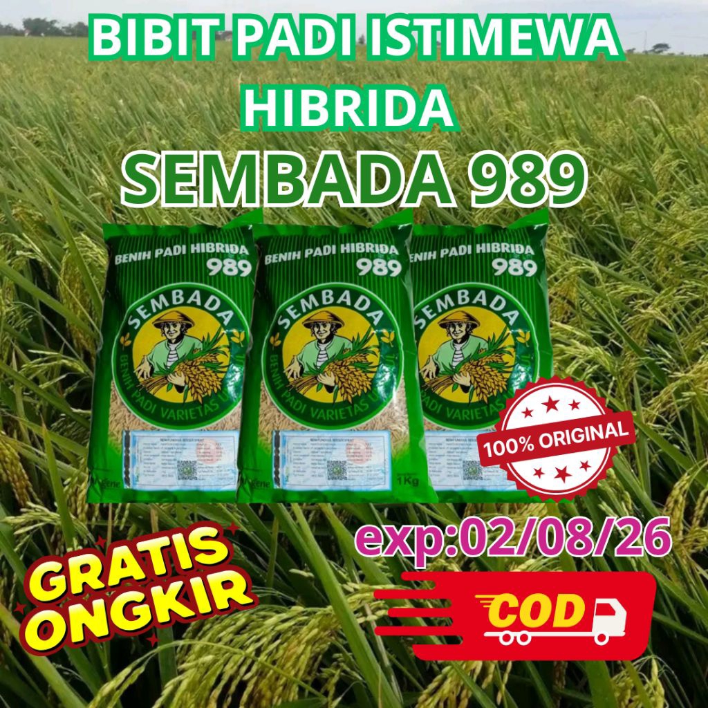 BIBIT PADI UNGGUL HIBRIDA SEMBADA 989 KEMASAN 1 KG