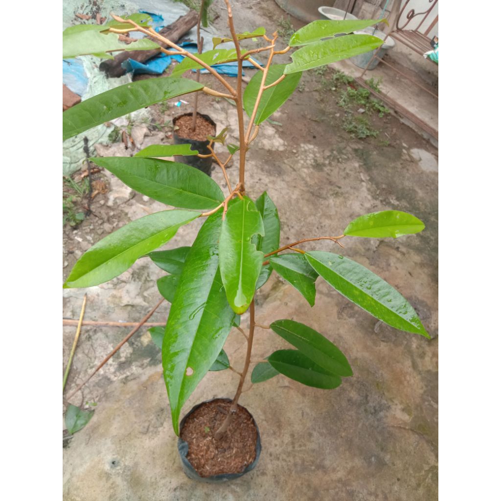 bibit durian Musang King