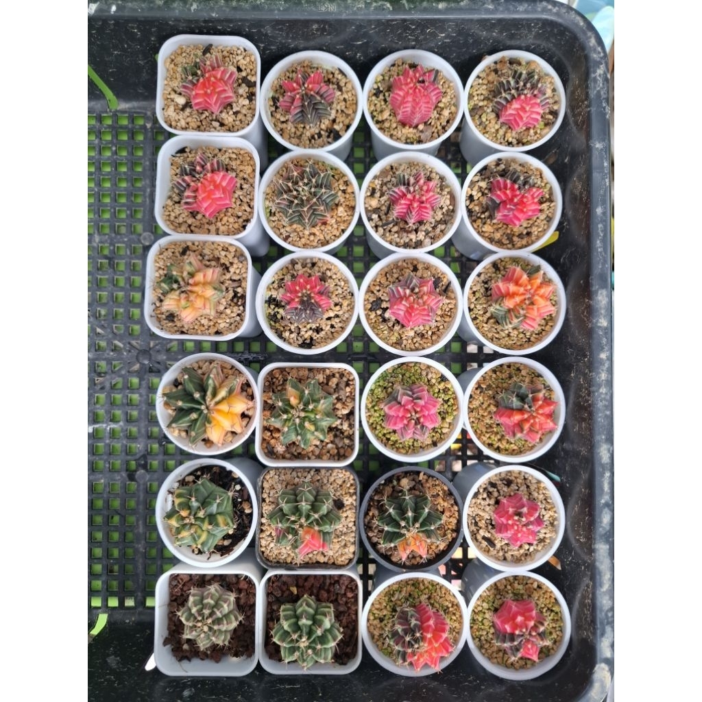 Kaktus/Gymno/miha/LB