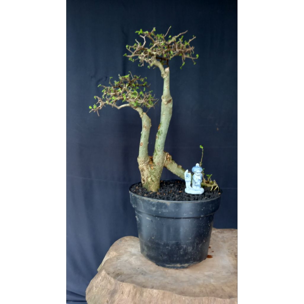 BONSAI POHON SERUT/STREBLUS ASPER