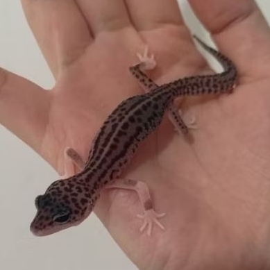 Custom Order Gecko Snow Storm ( ST 25-2 )