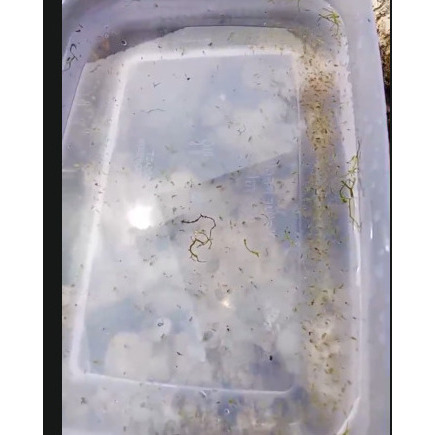 Starter Pakan Ikan Daphnia Magna - Membantu Percepatan Mutasi Warna Ikan