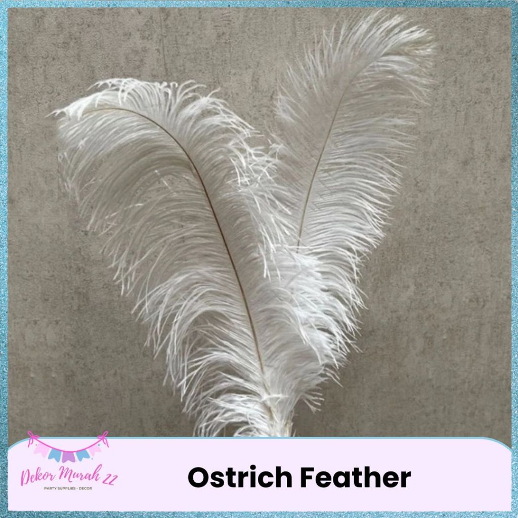 Ostrich Feather Asli / Bulu Angsa