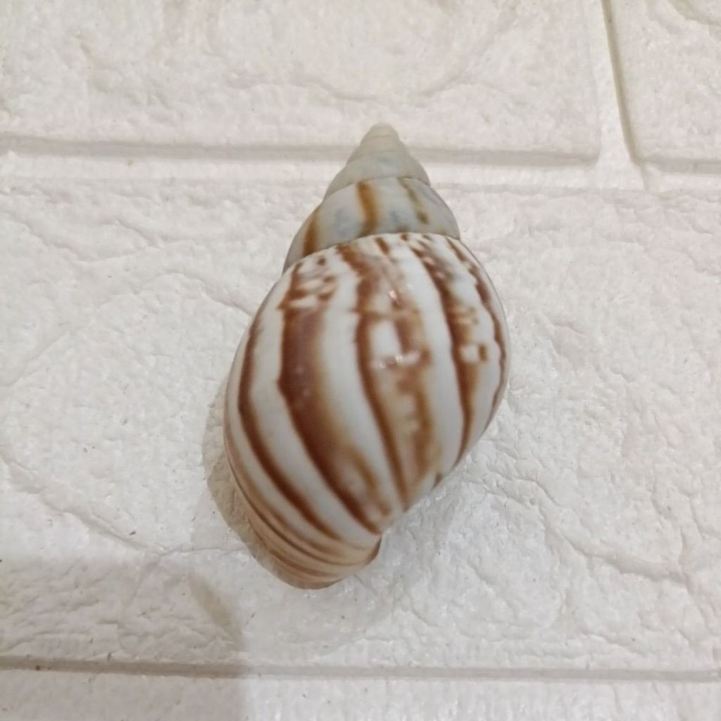 Jual Cangkang Keong Darat / Landsnail 5,5cm