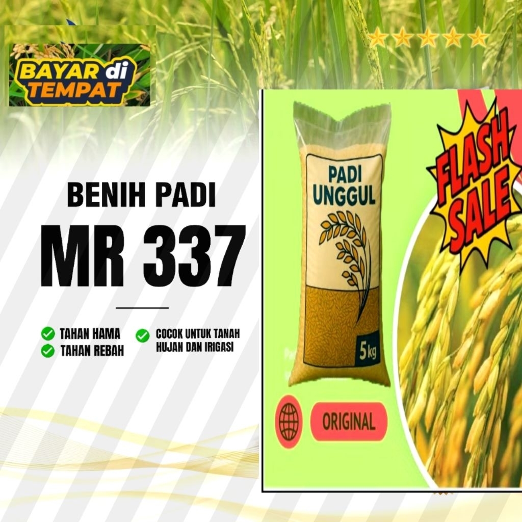 benih padi original jenis mr337 super 5kg