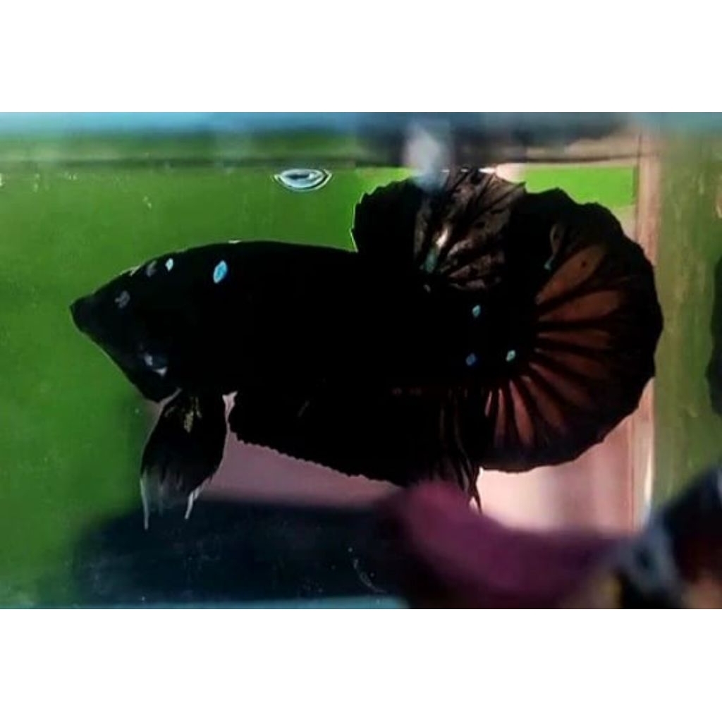 Avatar Gordon Grade, Real pict