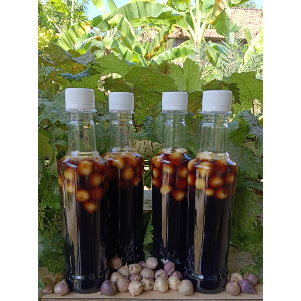 madu klanceng dan fermentasi bawang lanang