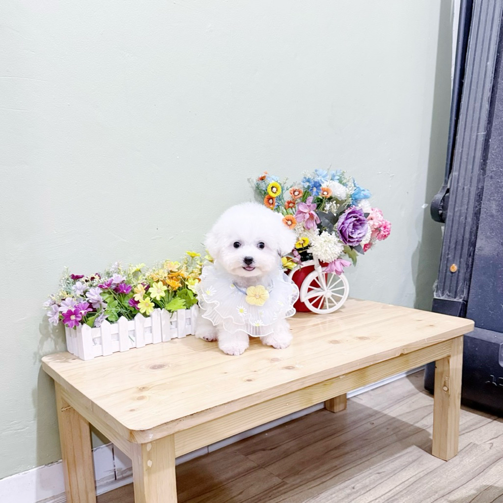 korean mini bichon frise male super cute face bloodline import korea bukan toy poodle tiny maltese t