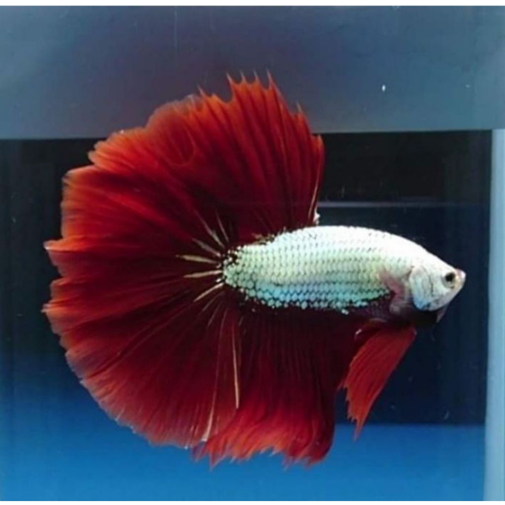 ikan cupang HM red dragon maskot ORI THAILAD VVIP GRED A++ . jantan / male .size dewasa induka . ika