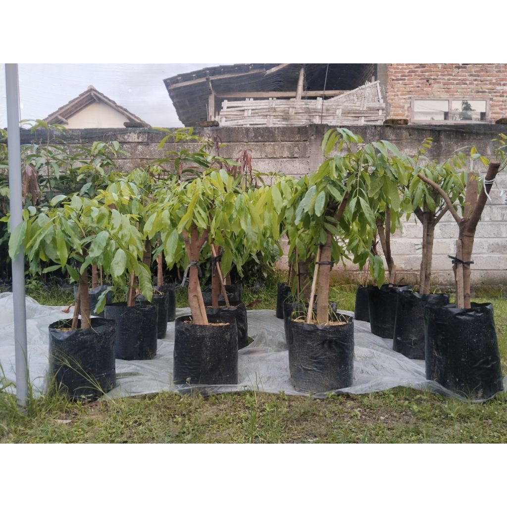 Cangkokan kelengkeng New Kristal