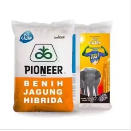 COD PROMO BENIH JAGUNG HIBRIDA PIONEER P27 GAJAH LUMIGEN