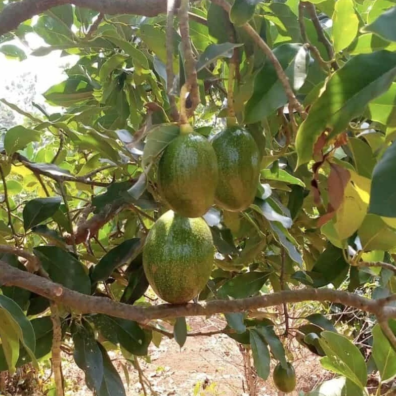 Entres alpukat choquette - alpukat choquette buah jumbo