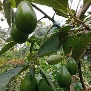 Entres alpukat green taiwan - alpukat green taiwan super