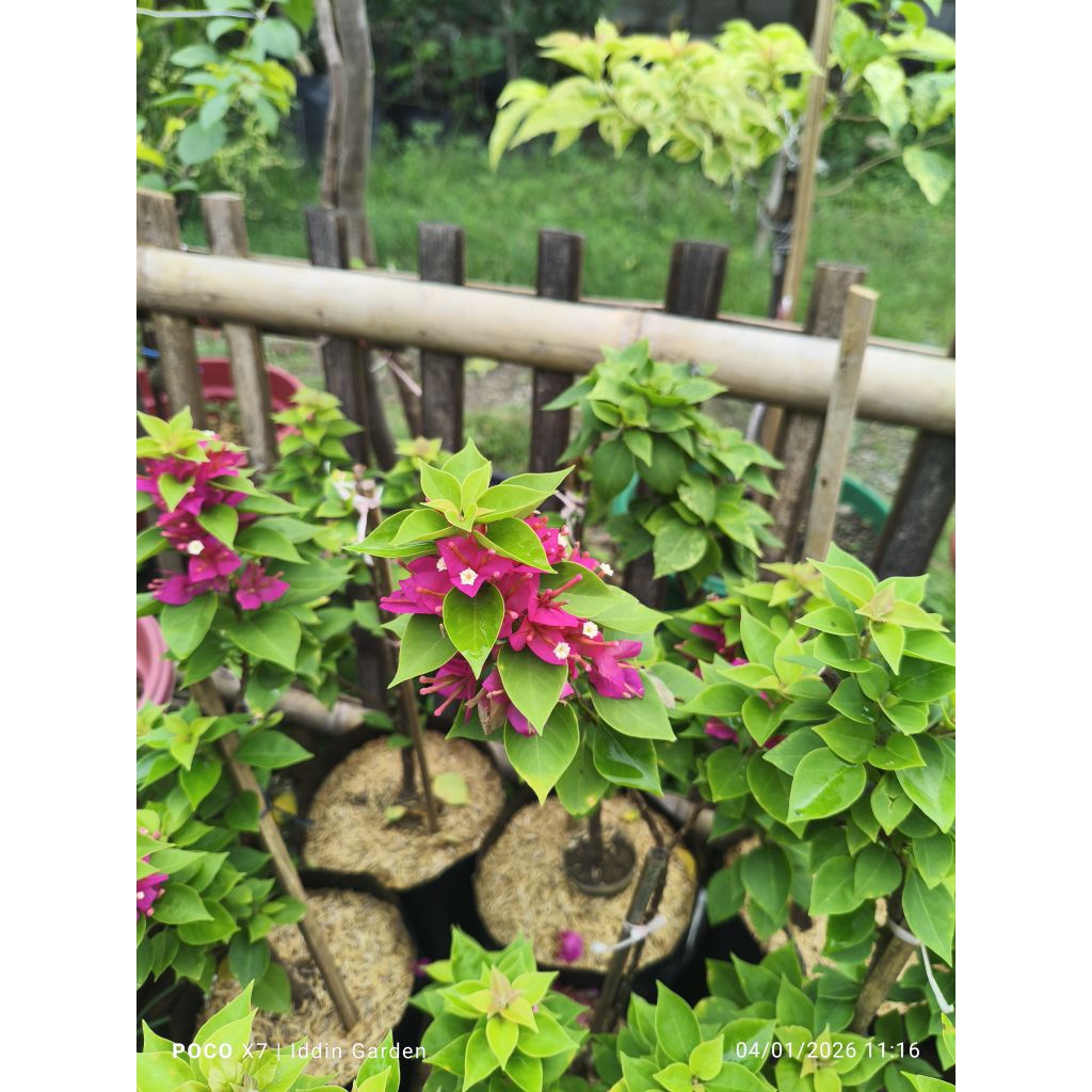 Bougenville singapore pink/SGP pink bibit ori