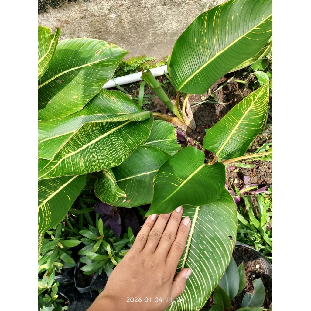 pisang-pisangan/heliconia indica Varigata Kuning