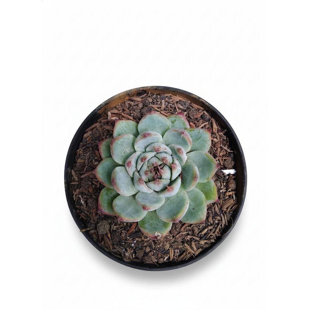 echeveria chihuahuaensis