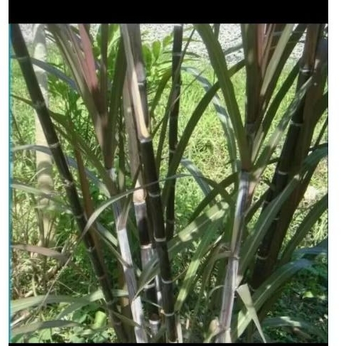 Bibit tebu ireng/ tebu wulung