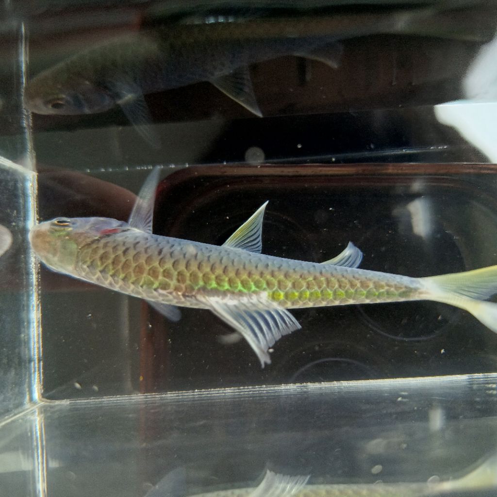 WADER KEPEK/TAWES EKOR KUNING(Mystacoleucus marginatus)