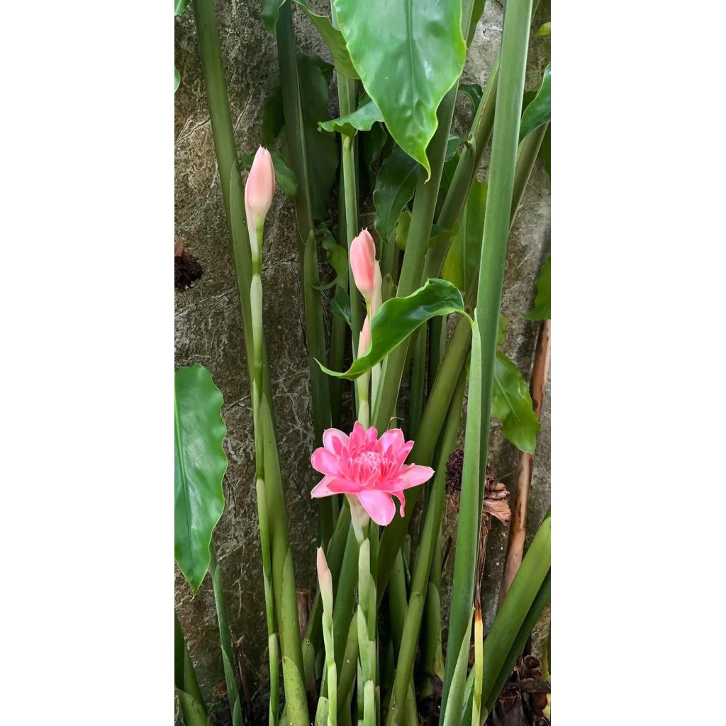 tanaman kecombrang