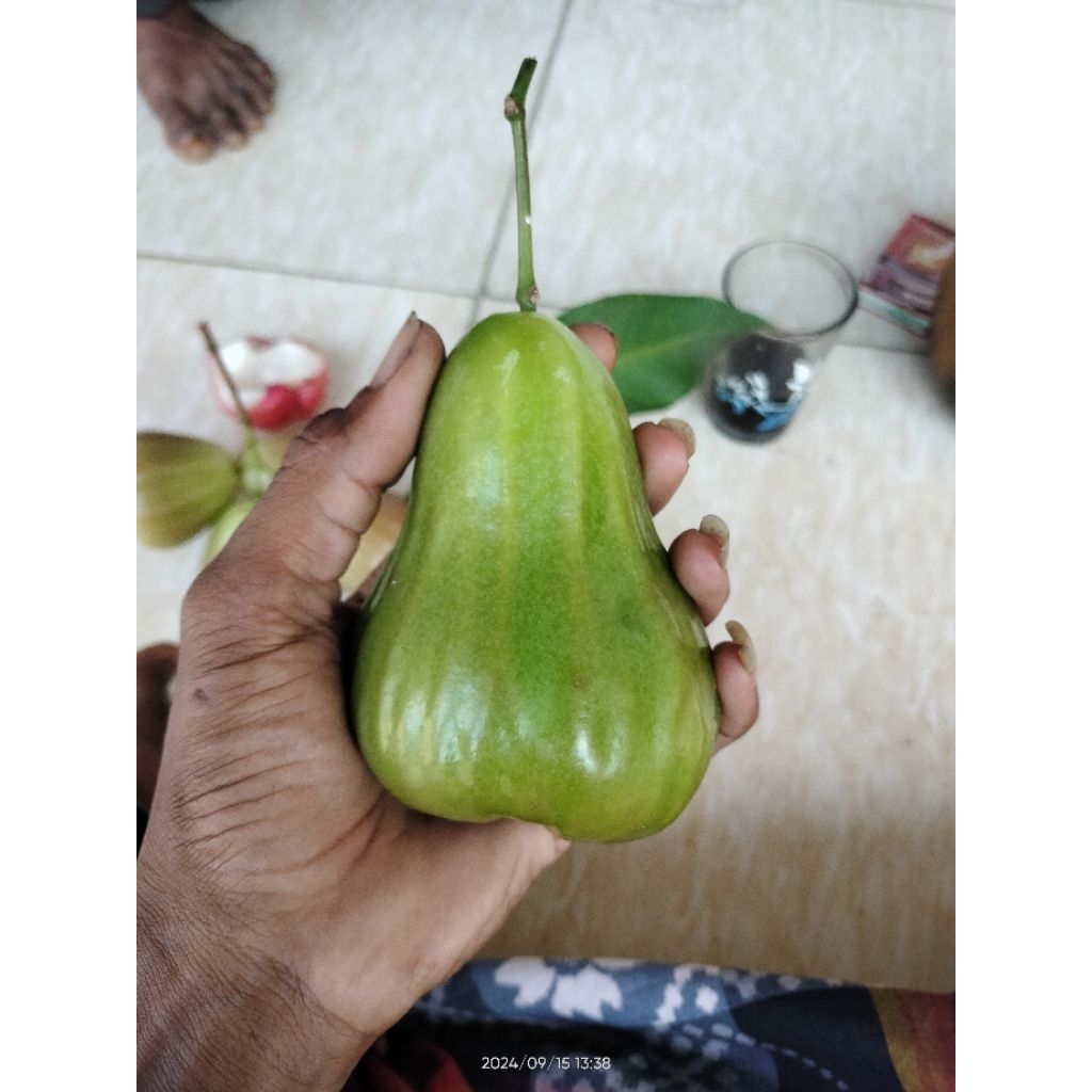 green giant hasil cangkok