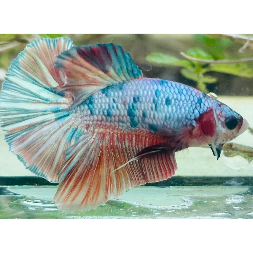 HMPK Candy Multicolor Kode HMPK-11 - hiasan aquarium