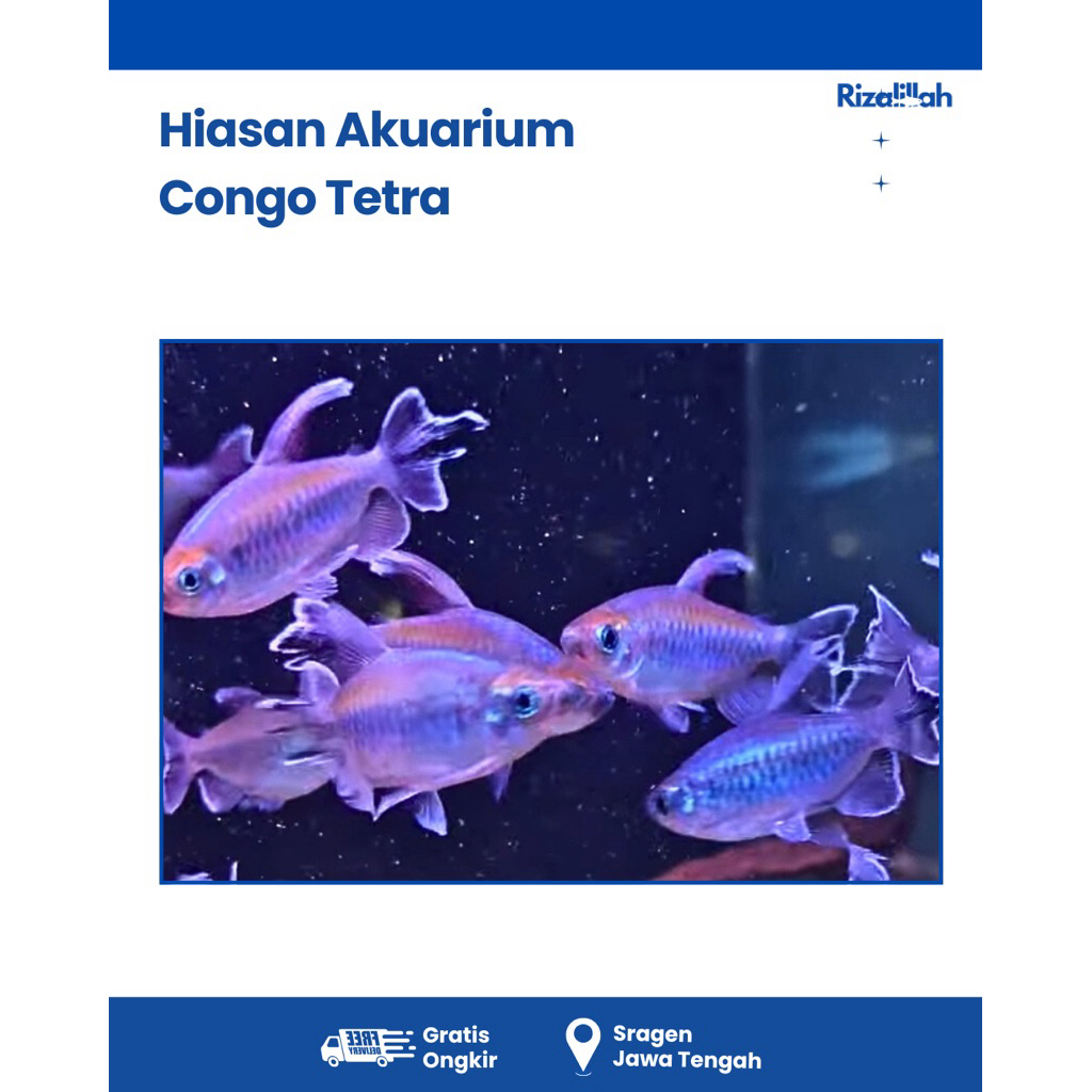Hiasan Aquarium Congo Tetra
