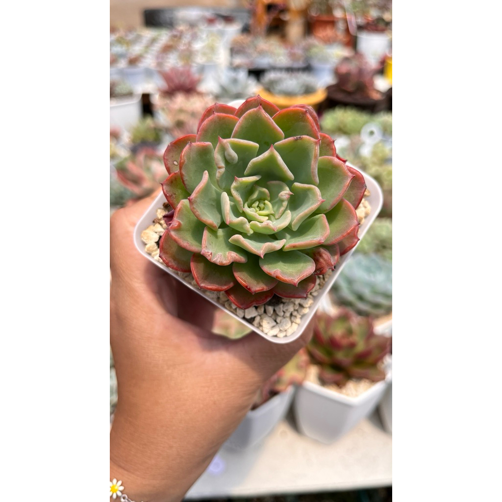 echeveria randrop mutasi rare item sukulen tanaman hias