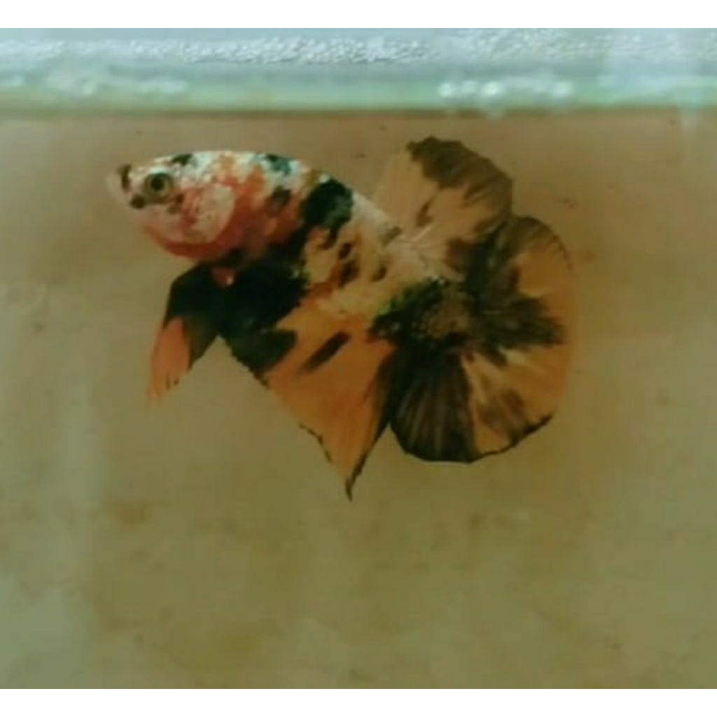 hiasan aquarium ikan cupang yelow koi copper