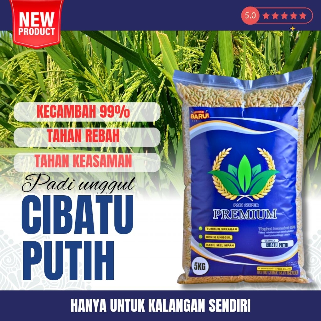 BENIH PADI UNGGUL CIBATU GENJAH CIBATU PUTIH