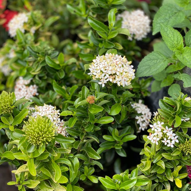 Bunga hias hidup soka jepang