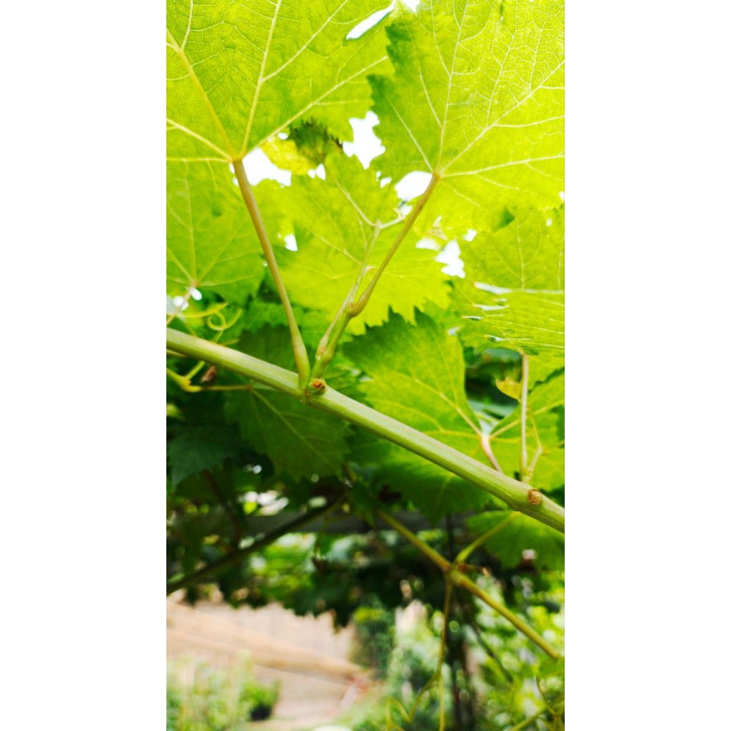 Entres anggur import