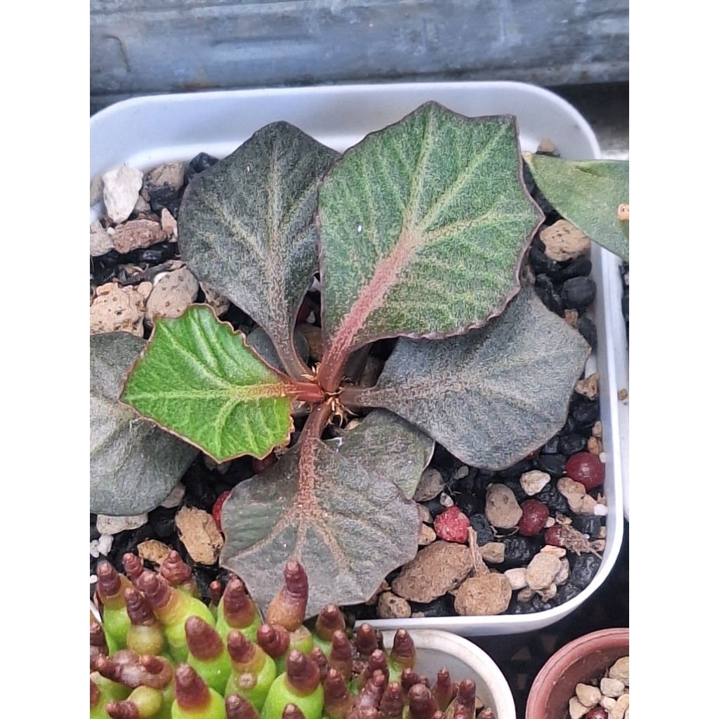 Euphorbia francoisii