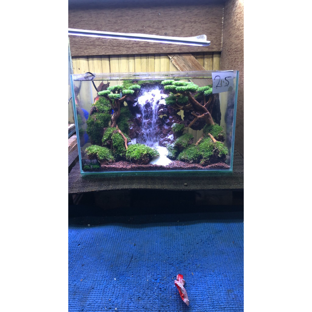 aquascape fullset siap pandang tinggalnisi air aja size 40x30x30 cm