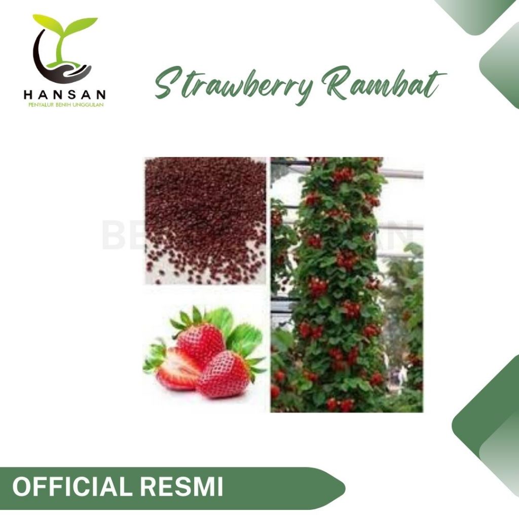 10 Bibit Strawberry Rambat Super Benih Buah Stroberi Manis Climbing
