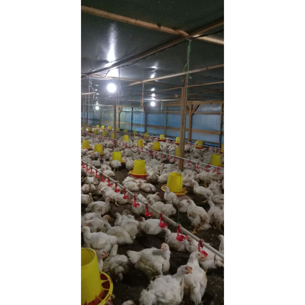 Frozen food ayam potong