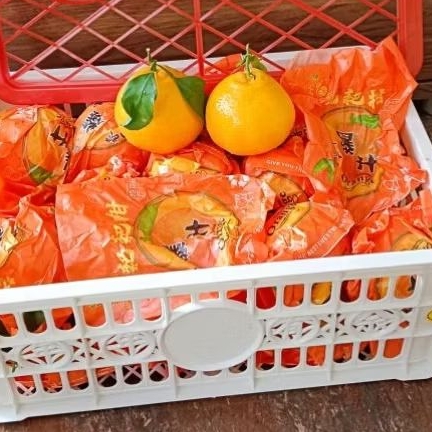 Buah Jeruk Dekopon Fresh 6 kg Tanpa Biji Jeruk Mandarin Papangan Kado Hampers Orange